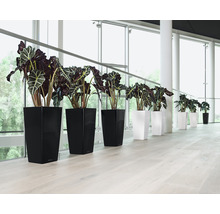 Řada pokojových rostlin v černých a bílých květináčích před velkým oknem