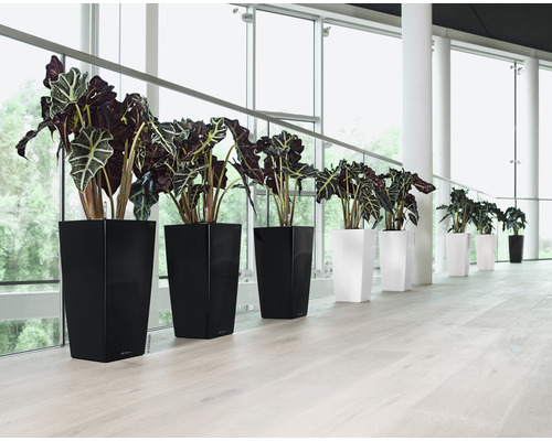 Řada pokojových rostlin v černých a bílých květináčích před velkým oknem