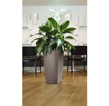 Vysoký plastový květináč s rostlinou před zdobenou stěnou