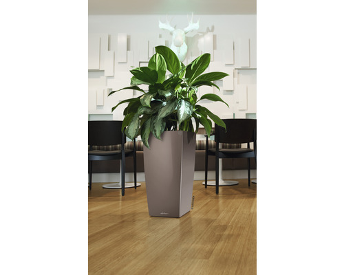 Vysoký plastový květináč s rostlinou před zdobenou stěnou