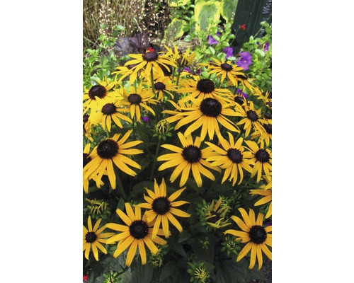 Třapatka zářivá FloraSelf Rudbeckia fulgida 'Little Gold Star' ® 20-50 cm květináč 3 l