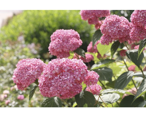 Hortenzie velkolistá FloraSelf Hydrangea arborescens 'Pink Annabelle' výška 15-30 cm květináč 3 l růžová