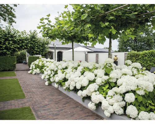 Hortenzie velkolistá FloraSelf Hydrangea arborescens 'Strong Annabelle' výška 15-30 cm květináč 3 l