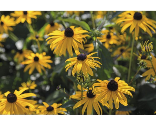 Skupina květin Rudbeckia na zahradě.