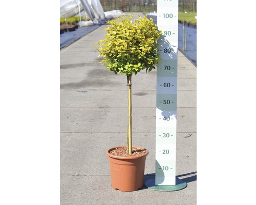 Na obrázku je kulovitý ptačí zob v květináči.