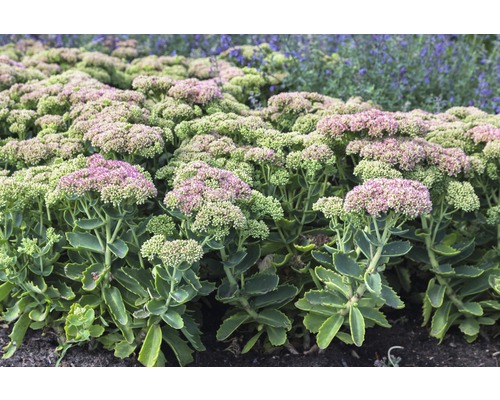 Rozchodník FloraSelf Sedum telephium 'Herbstfreude' výška 5-50 cm květináč 0,5 l Rozchodník FloraSelf Sedum telephium 'Herbstfreude' výška 5-50 cm květináč 0,5 l