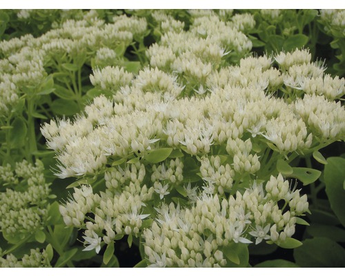 Rozchodník nádherný FloraSelf Sedum spectabile 'Stardust' 5-40 cm květináč 0,5 l Detailní záběr rozchodníku s květem
