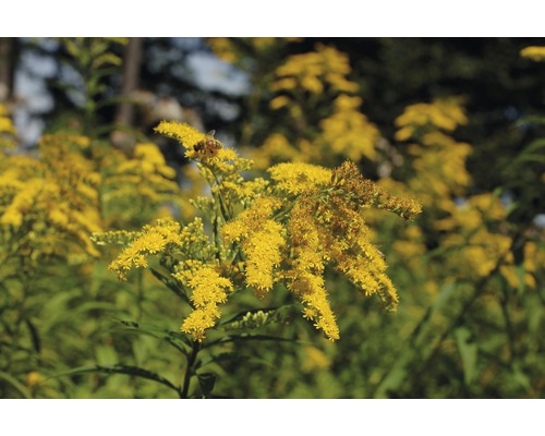 Zlatobýl Solidago-kultivar 'Srahlenkrone' výška 5-80 cm květináč 0,5 l