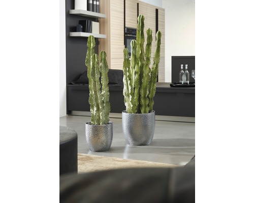 Dva kaktusy Euphorbia ve stříbrných květináčích v obývacím pokoji