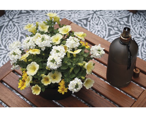 Aranžmá z sporýše, petúnie a aksamitníku na dřevěném stole vedle olejové lampy.