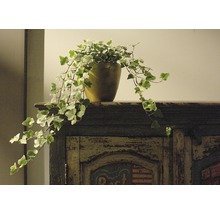 Břečťan FloraSelf Hedera helix 'White Wonder' 20-35 cm Ø 13 cm květináč