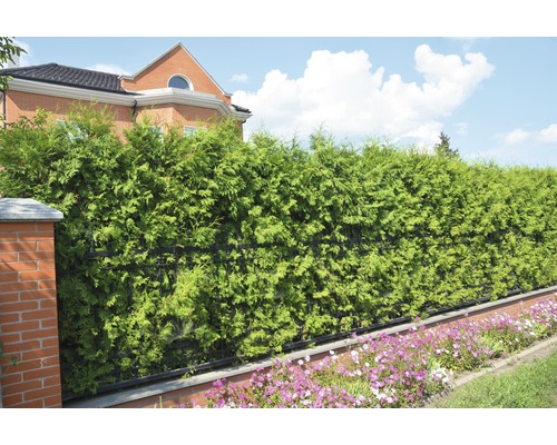 Živý plot v zahradě s okrasnými květinami před obytným domem