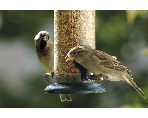 Dva vrabci u krmítka s jídlem