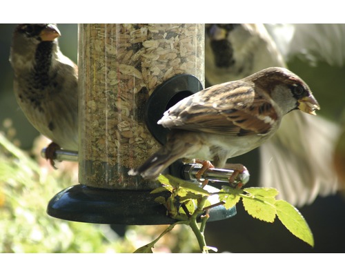 Vrabci u naplněného krmítka pro ptáky