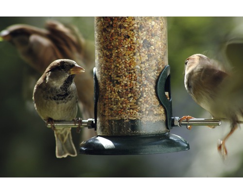 Vrabci u krmítka naplněného krmivem pro ptáky