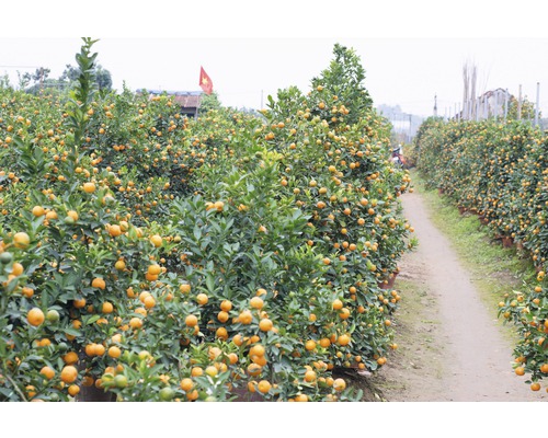 Řada mandarinkovníků na poli