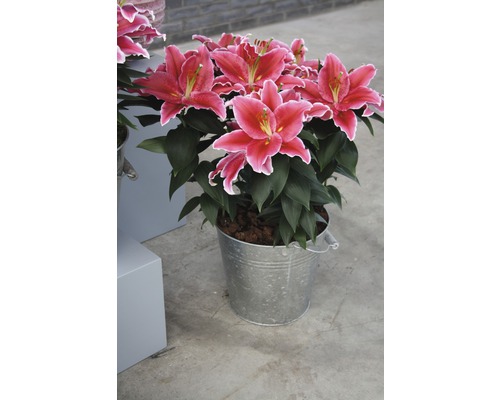 Lilie v kovovém kbelíku