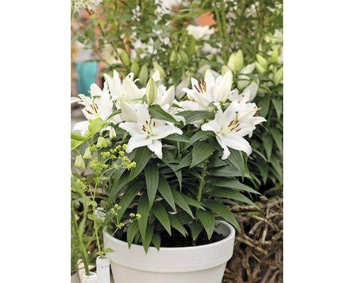 Bílé lilie v květináči