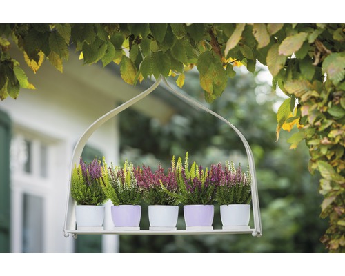 Závěsná police s vřesem v květináčích