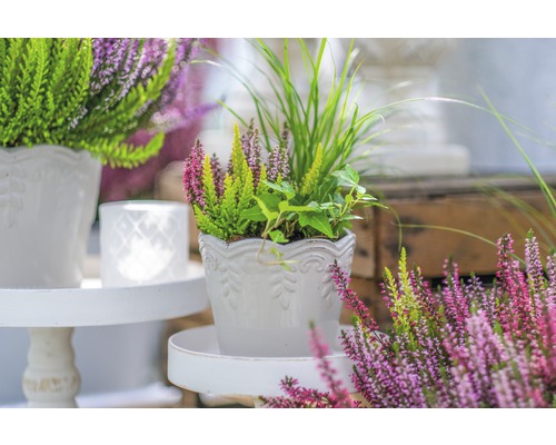 Aranžmá vřesu a okrasných travin v bílém květináči