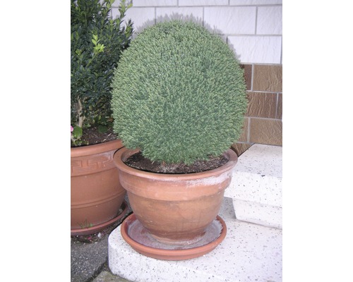 Kulovitý cypřiš v terakotovém květináči