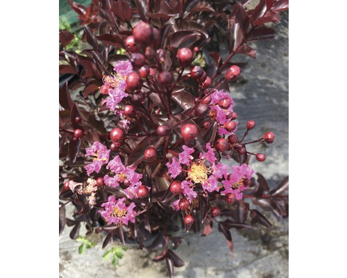 Lagerstroemie s tmavými listy a květy