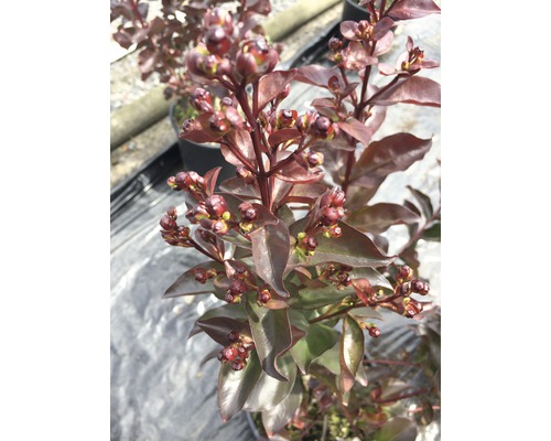 Květenství rostliny Lagerstroemia indica v květináči