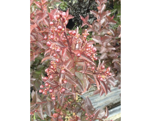 Detailní záběr okrasné rostliny s listy a bobulemi