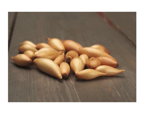 Šalotka na dřevěném pozadí