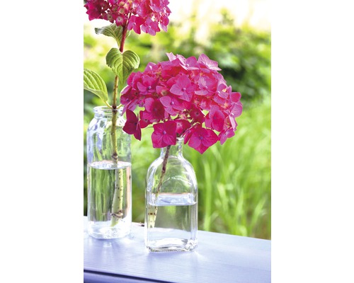 Dvě skleněné vázy s květy hortenzie