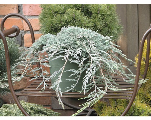 Jalovec polehlý modrý Juniperus horizontalis 'Icee Blue' 30-40 cm květináč 3,7 l