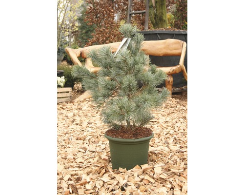 Borovice v květináči pro venkovní použití