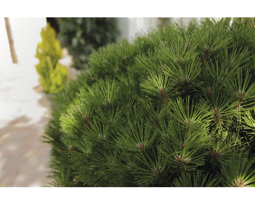 Detailní záběr zakrslé borovice na zahradě.