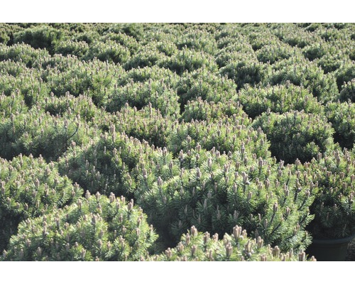 Mnoho malých borovic horských na poli