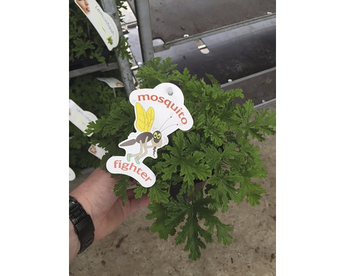 Pelargonie citronová, vonný muškát FloraSelf Pelargonium 'Mosquito Fighter' květináč Ø 12 cm Pelargonie citronová, vonný muškát FloraSelf Pelargonium 'Mosquito Fighter' květináč Ø 12 cm