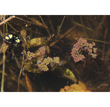 Rostliny Azolla filiculoides plavou v rybníku