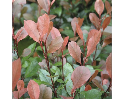 Na obrázku je Cesmína vrubovaná s listy.