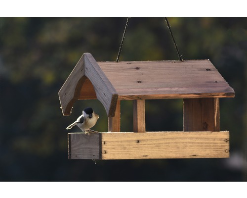 Dřevěný ptačí budka se závěsným systémem a sýkorou babkou