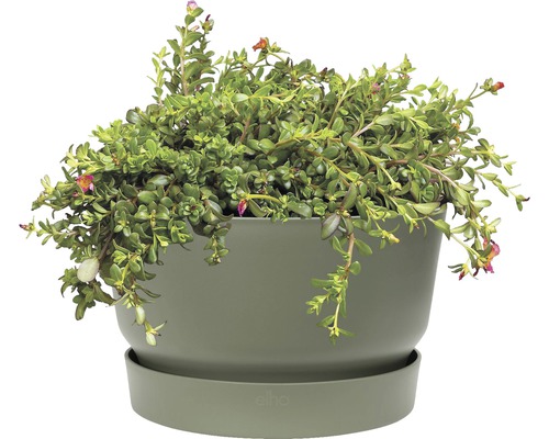 Květináč s rostlinou