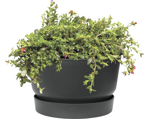 Rostlina v květináči s podšálkem