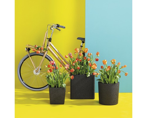 Dekorativní květináče s tulipány a kolem