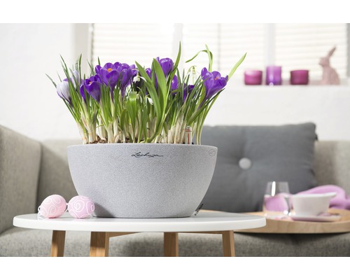 Dekorativní krokusy v šedé květináč na stole