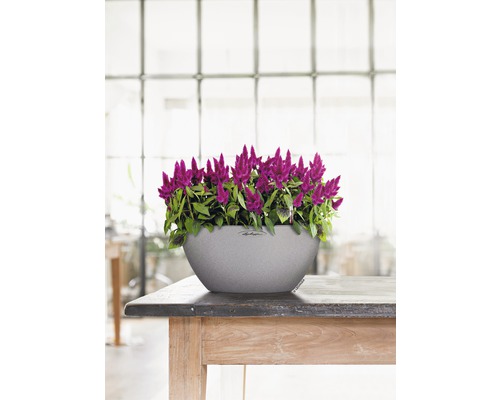 Květiny Celosia v šedém květináči Lechuza na dřevěném stole