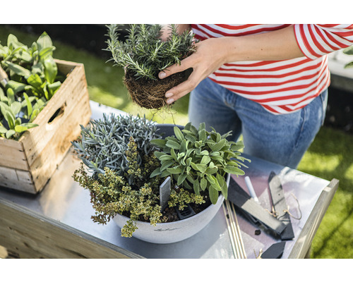 Žena sází bylinky do květináče na zahradním stole vedle dřevěné bedýnky s bylinkami