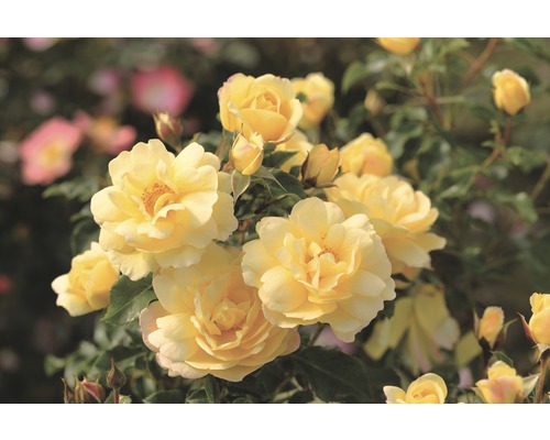 Růže půdopokryvná Rosen Tantau Rosa x hybrid 'Candela' s balem