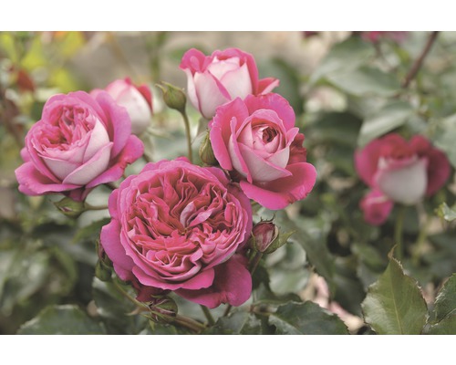 Růže Tantau Rosa x hybrid 'Maxim' s balem