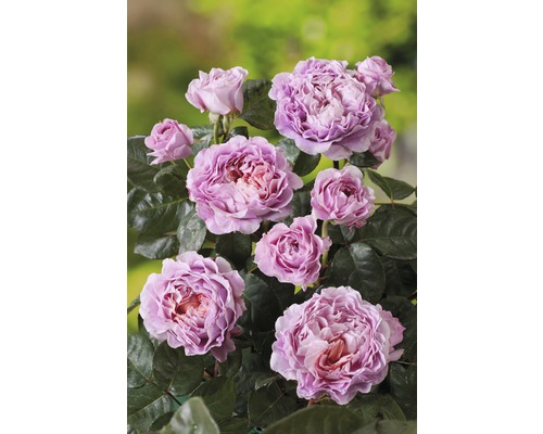 Růže vonná Rosen Tantau Rosa x hybrid 'Eisvogel' s balem