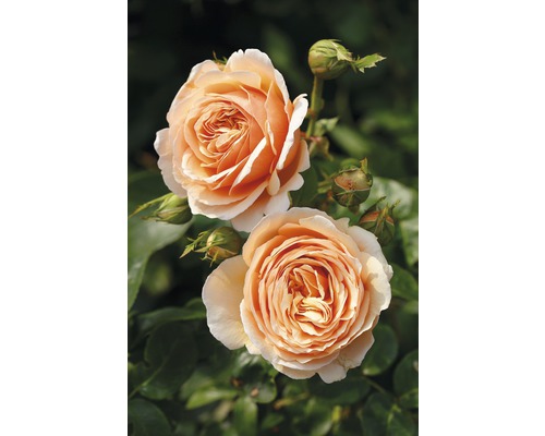 Růže vonná Tantau Rosa x hybrid 'Tropicana' s balem