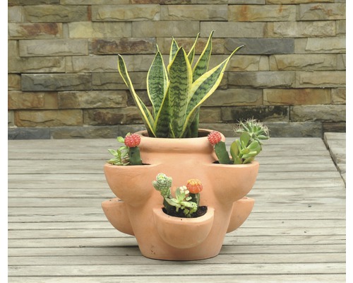 Květináč na jahody se sukulenty a rostlinou Sansevieria na dřevěné terase