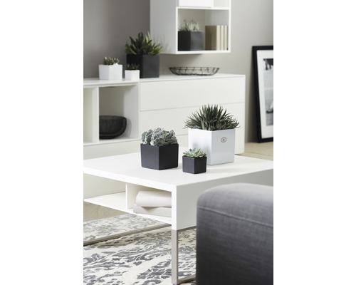 Interiérová dekorace s bílým nábytkem a různými rostlinami v květináčích v černých a bílých květináčích.